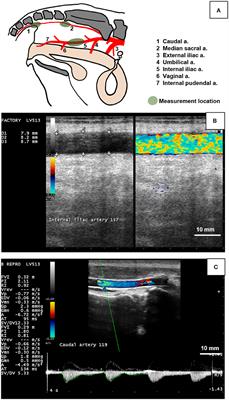 Arterial Responses to Acute Low-Level Ergot Exposure in Hereford Cows